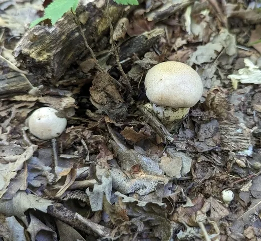 (Cortinarius subpulchrifolius)