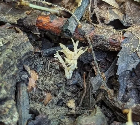 undefined (Clavulina sp-IN01)