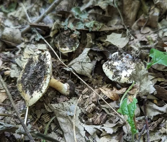 undefined (Inocybe sp-IN49)