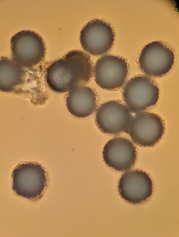 undefined (Elaphomyces sp.)