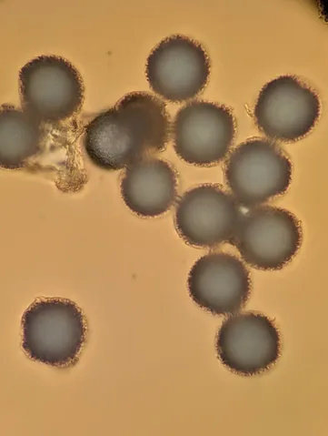 undefined (Elaphomyces spp.)