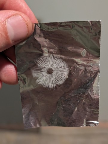 undefined (Mycena sp. 'IN6' (Mycena rutilantiformis))