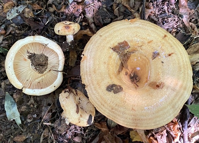 Acrid Lactarius (Lactarius psammicola)