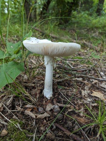 Garlic-Odored Death Cap (Amanita suballiacea)