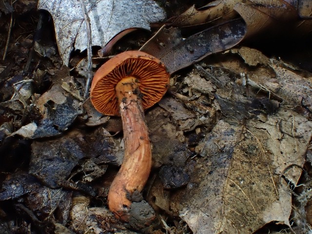 null (Cortinarius hesleri)