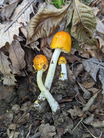 Yellow Patches (Amanita flavoconia-03)