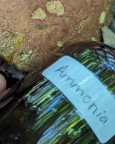 undefined (Hortiboletus sp-IN03)
