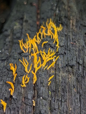 Club-like Tuning Fork (Calocera cornea)