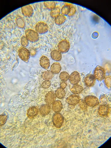 undefined (Hymenogaster spp.)