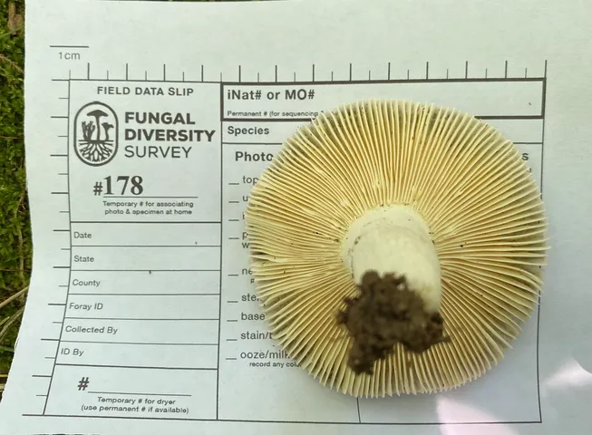 undefined (Russula sp-IN65)