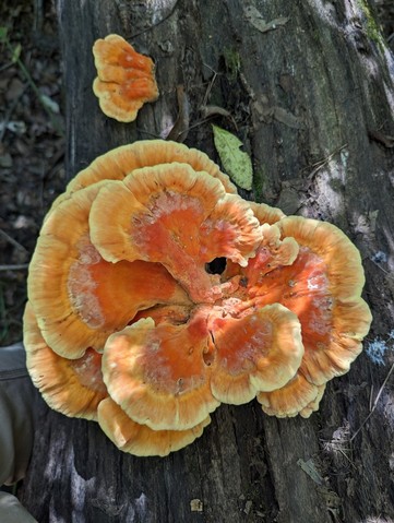 Chicken Of The Woods (Laetiporus sulphureus)