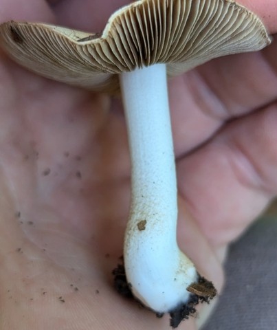 Sweet-Smelling Fibercap (Inocybe dulciolens)