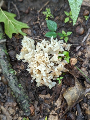 White Coral Jelly Fungus (Sebacina sparassoidea)