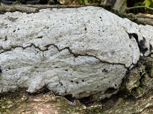 Hypoxylon Canker (Biscogniauxia atropunctata)