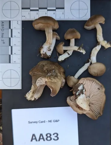 undefined (Entoloma sp. 'IN56')