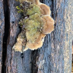 Mossy Maze Polypore