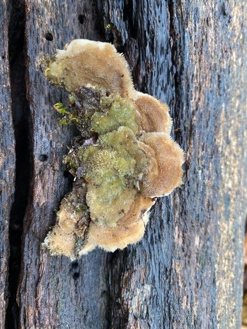 Mossy Maze Polypore (Cerrena unicolor)