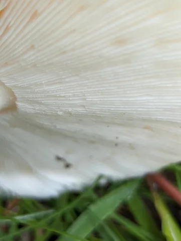 undefined (Amanita sp-IN34)