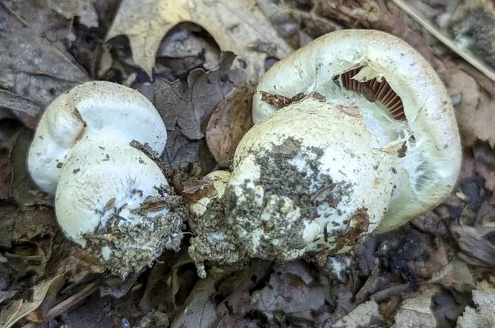 undefined (Cortinarius subpulchrifolius)