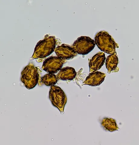 undefined (Hymenogaster spp.)