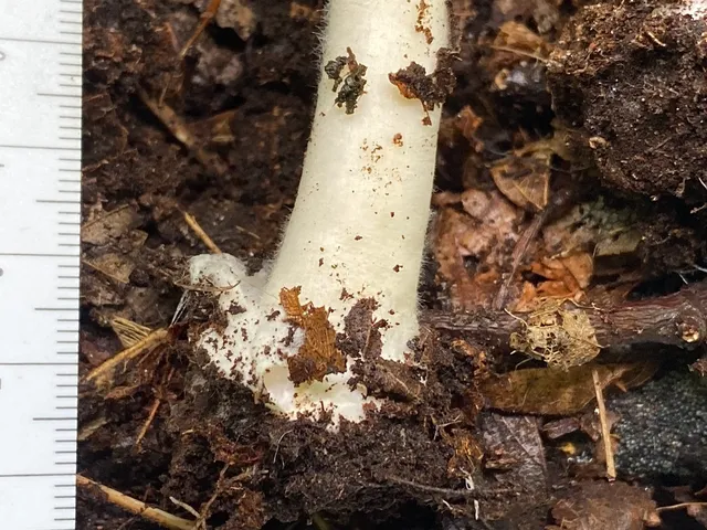 undefined (Volvopluteus michiganensis)