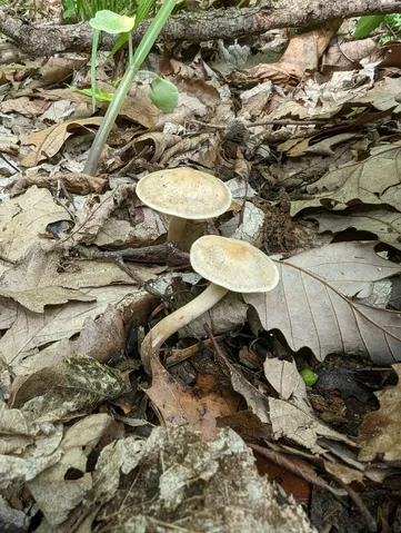 Agrocybe spp.