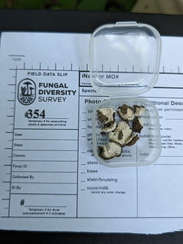 undefined (Elaphomyces sp.)