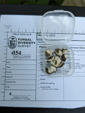 undefined (Elaphomyces spp.)