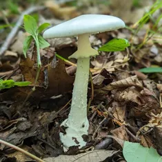 Great Felt Skirt Destroying Angel
