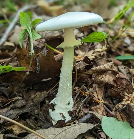 Amanita magnivelaris