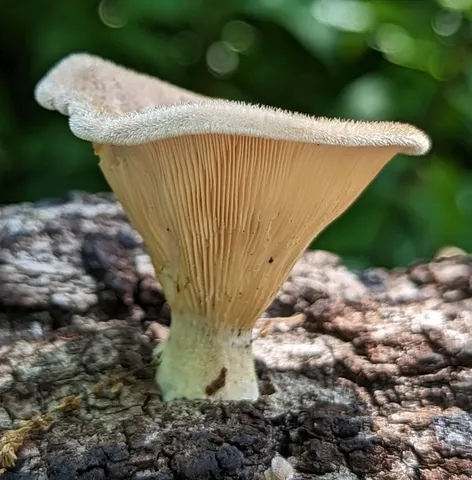 Panus lecomtei