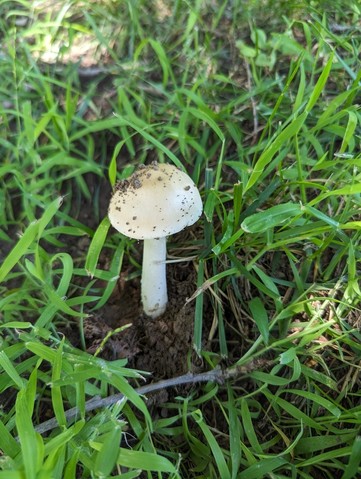 Murrill's Slender Caesar (Amanita murrilliana)