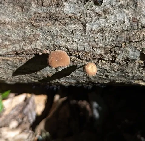 Dingy Twiglet (Simocybe centunculus)