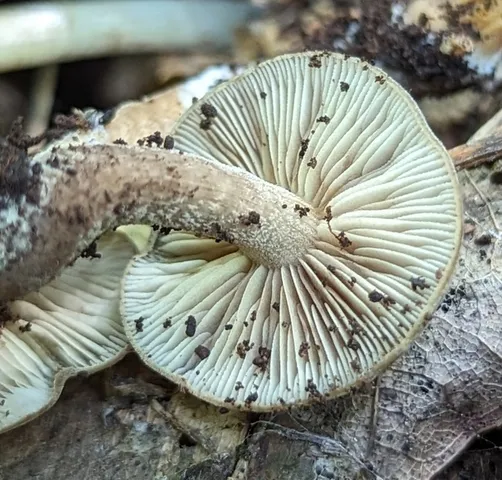 Scaber Stem Fieldcap (Agrocybe firma)