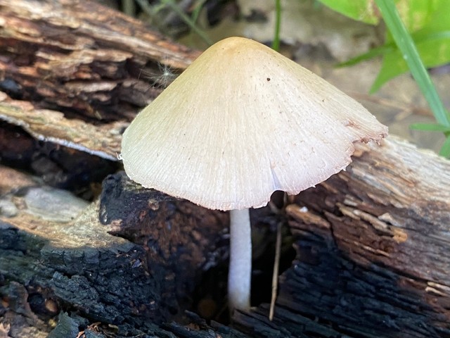 Pale Brittlestem (Candolleomyces candolleanus)