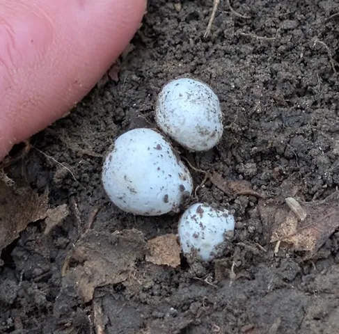 undefined (Hymenogaster spp.)
