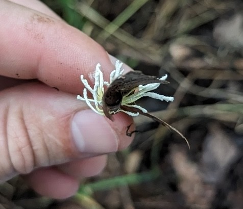 Slinder-Footed Cordyceps (Cordyceps tenuipes)