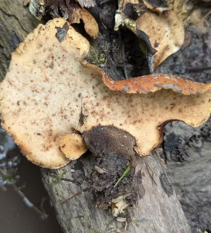 Bay Polypore (Picipes badius)