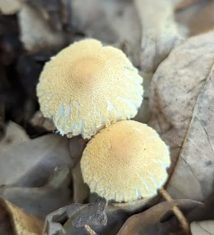 Lepiota clypeolaria
