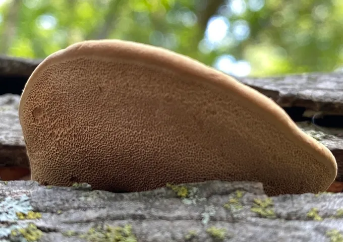Tender Nesting Polypore (Hapalopilus rutilans)