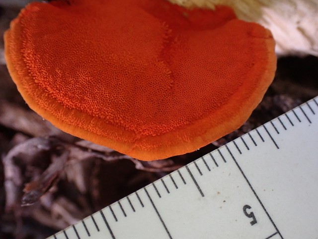 Northern Cinnabar Polypore (Trametes cinnabarina)