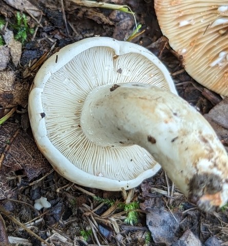 Stout Pink-Staining Lactarius (Lactarius subvernalis var. cokeri)