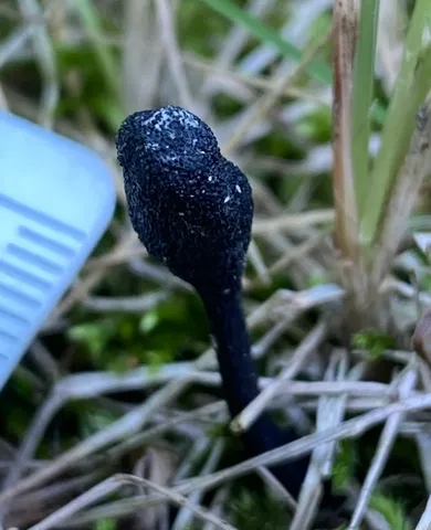 Snaketongue Truffleclub (Tolypocladium ophioglossoides)