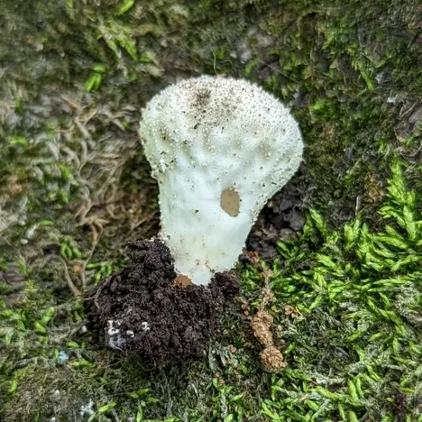 Common Puffball (Lycoperdon perlatum)