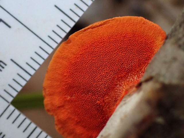 Northern Cinnabar Polypore (Trametes cinnabarina)