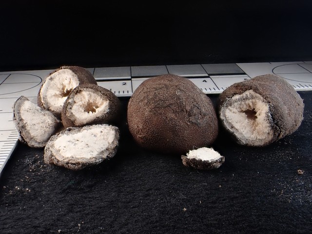 undefined (Elaphomyces sp.)