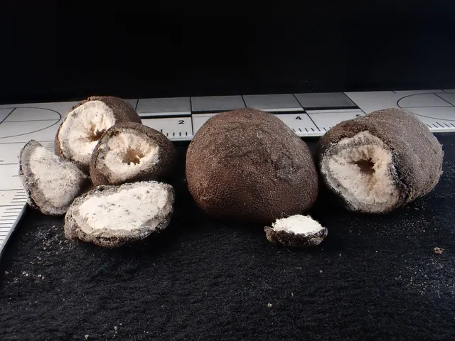 undefined (Elaphomyces spp.)