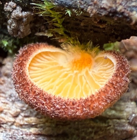 Saffron Oysterling (Crepidotus crocophyllus)