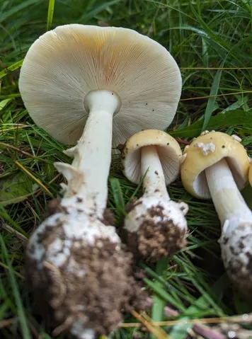 undefined (Amanita sp-IN34)
