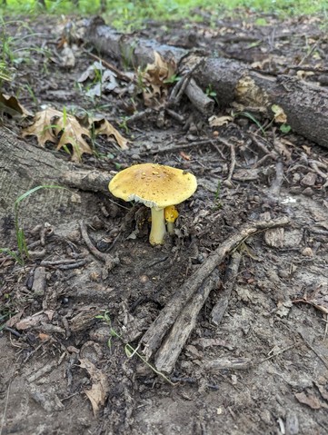 Yellow American Blusher (Amanita flavorubens)